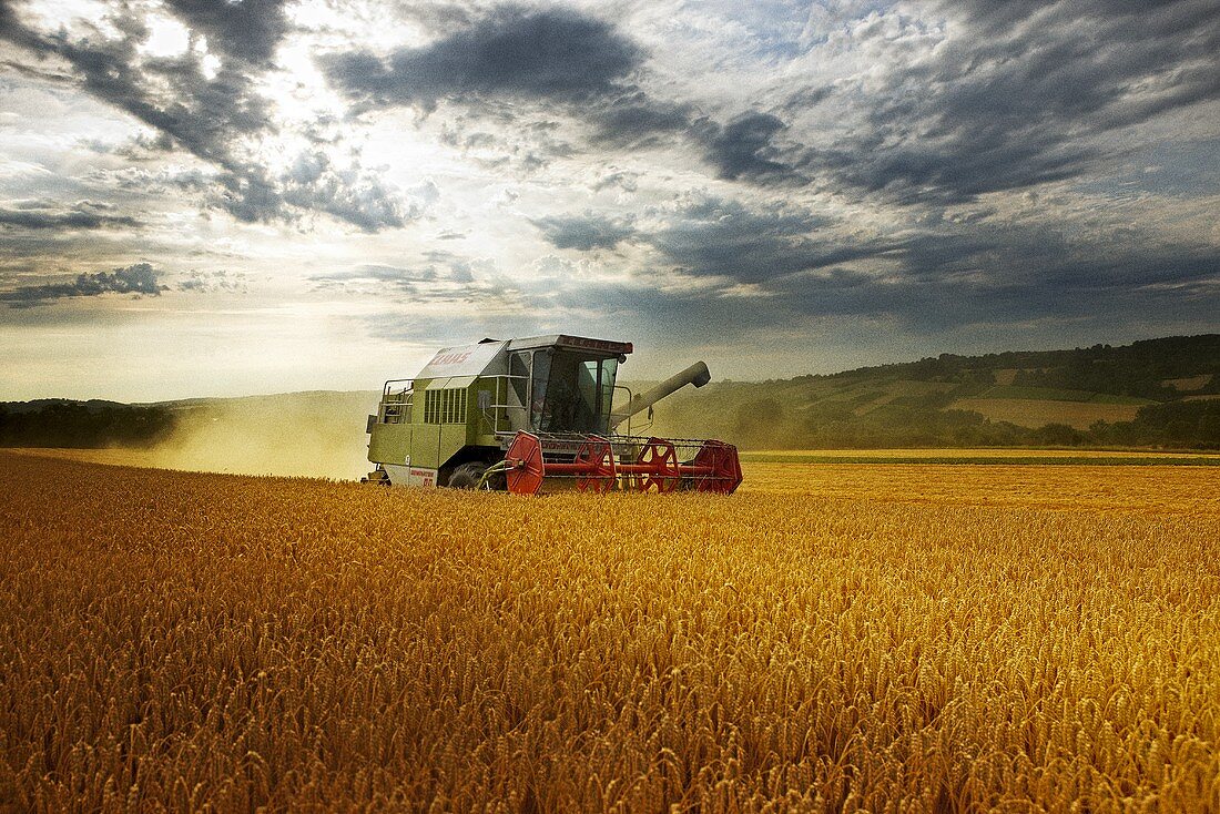 Combine harvesting wheat